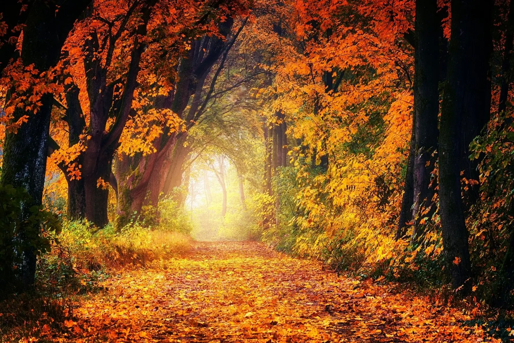 Wald
