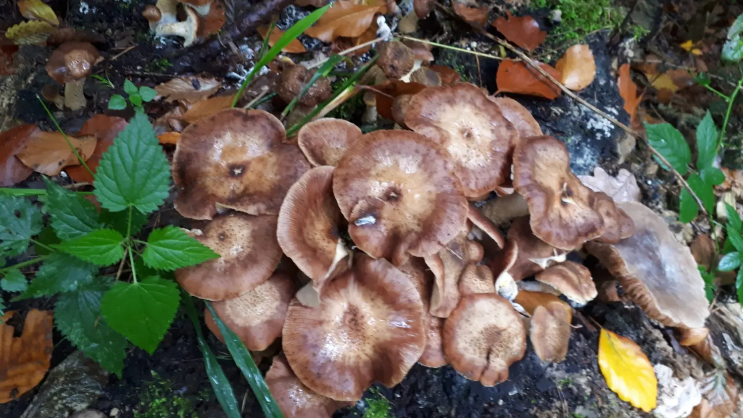 Pilz