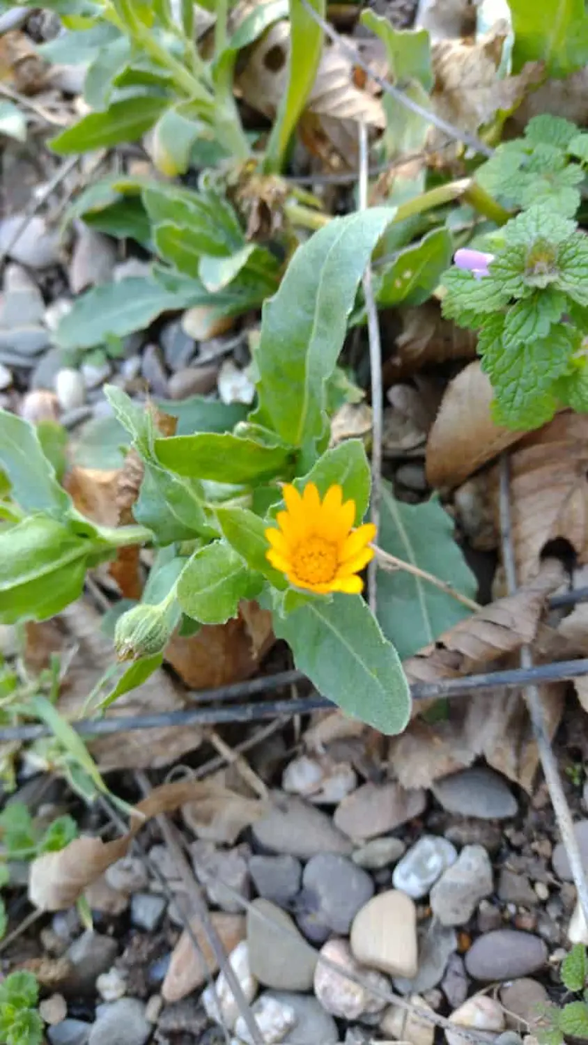 Blume