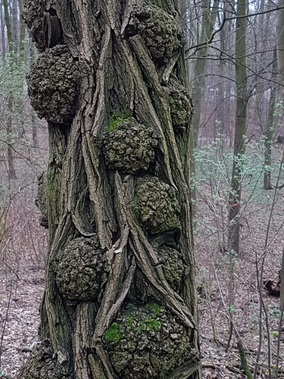Wald