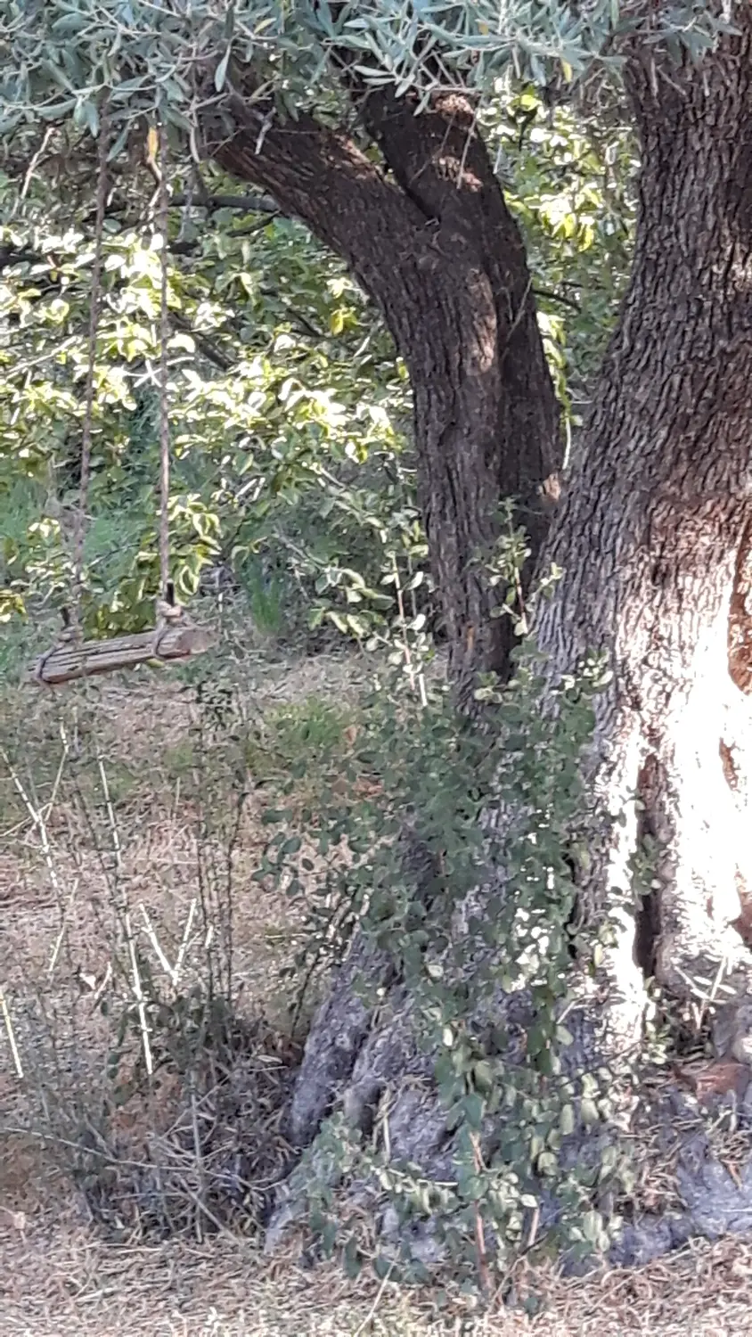 Wald