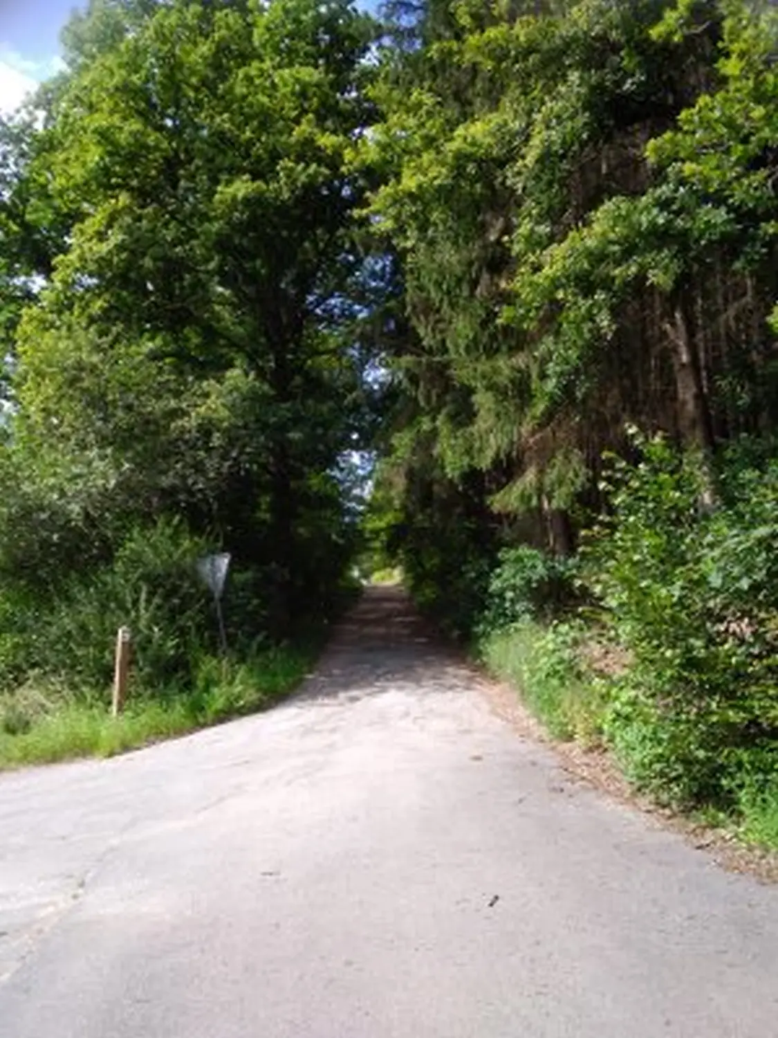Wald